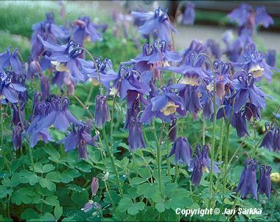  Aquilegia Olympia